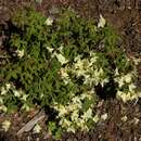 Image of Rhododendron keiskei Miq.