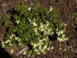 Image of Rhododendron keiskei Miq.