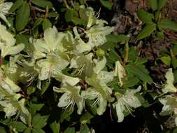 Image of Rhododendron keiskei Miq.