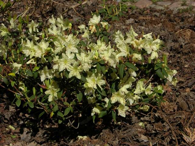 Image of Rhododendron keiskei Miq.