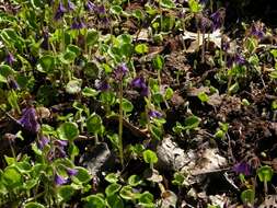 Image of Soldanella villosa Labarrère