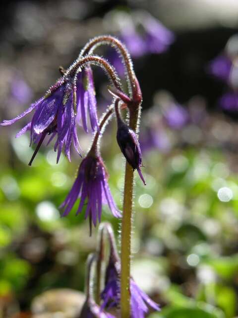 Image of Soldanella villosa Labarrère