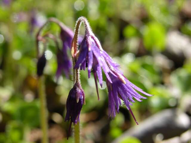 Image of Soldanella villosa Labarrère