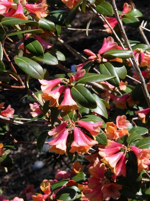 Image of <i>Rhododendron cinnabarinum</i> var. <i>concatenans</i>