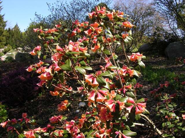 Image of <i>Rhododendron cinnabarinum</i> var. <i>concatenans</i>