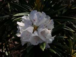 Image of <i>Rhododendron roxieanum</i> var. <i>oreonates</i>