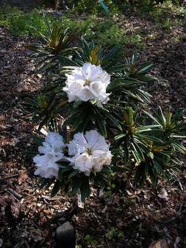 Image of <i>Rhododendron roxieanum</i> var. <i>oreonates</i>