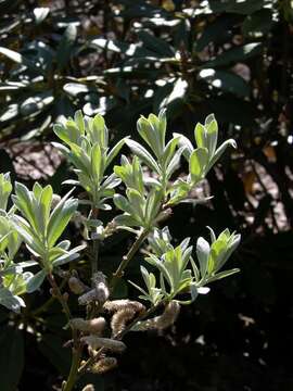 Image de Saule de Suisse