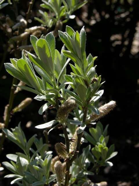 Image of Swiss willow