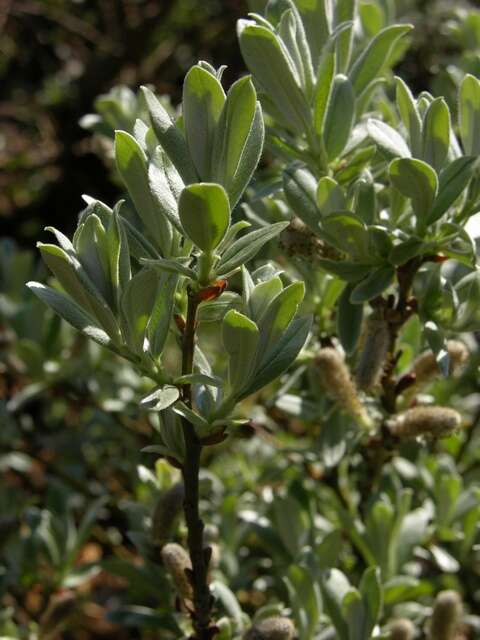 Image of Swiss willow