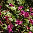 Image de Rhododendron keleticum I. B. Balf. & Forrest