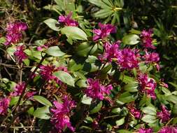 Image of Rhododendron keleticum I. B. Balf. & Forrest