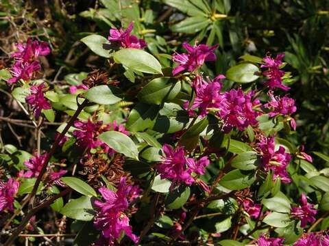 Imagem de Rhododendron keleticum I. B. Balf. & Forrest