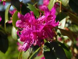 Image of Rhododendron keleticum I. B. Balf. & Forrest