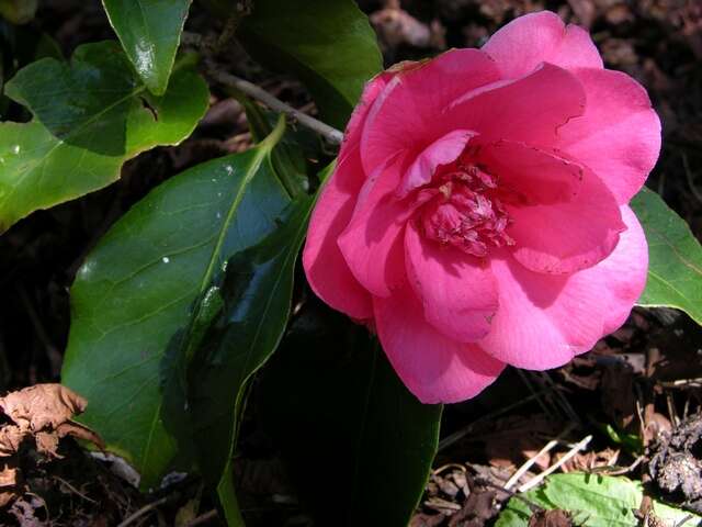 Image of camellia