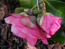 Image of camellia