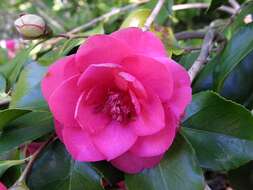 Image of camellia