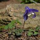 Image of Aquilegia pyrenaica DC.