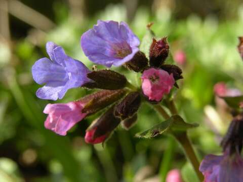 Plancia ëd Pulmonaria obscura Dumort.