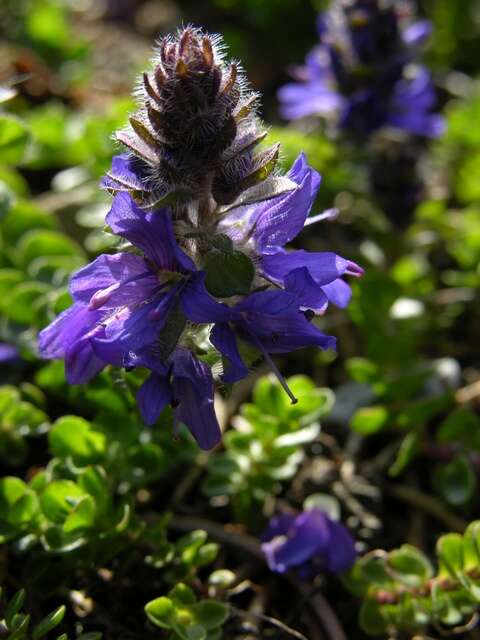 Image of Veronica saturejoides Vis.