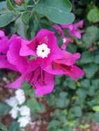 Слика од Bougainvillea