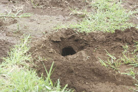 Image of smoky pocket gopher