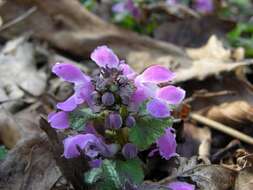 Image of deadnettle