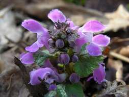 Image of deadnettle