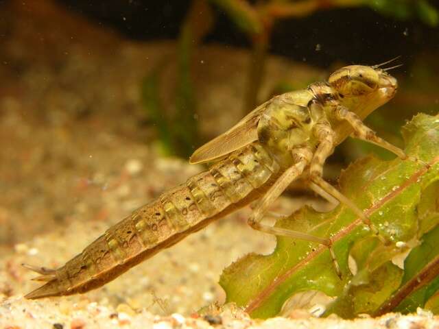 Image of Brown Hawker