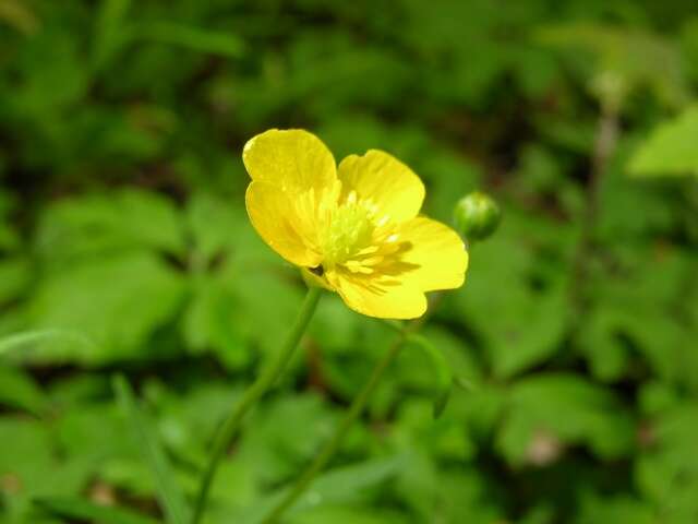 Image of Goldilocks Buttercup