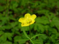 Image of Goldilocks Buttercup