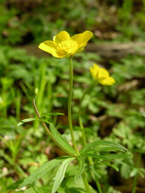 Image of Goldilocks Buttercup