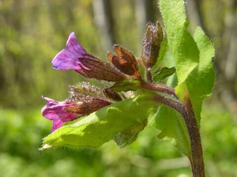 Image of Pulmonaria obscura Dumort.