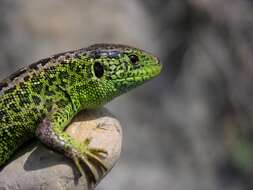 Image of Two-faced Neusticurus