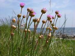 Imagem de Armeria maritima subsp. elongata (Hoffm.) Bonnier