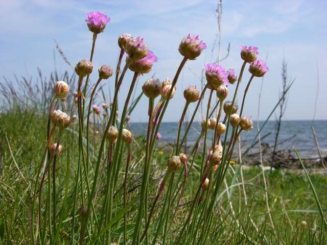 Imagem de Armeria maritima subsp. elongata (Hoffm.) Bonnier