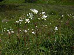 Image of saxifrage