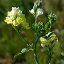 Sivun Medicago sativa subsp. varia (Martyn) Arcang. kuva