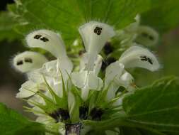 Image of deadnettle