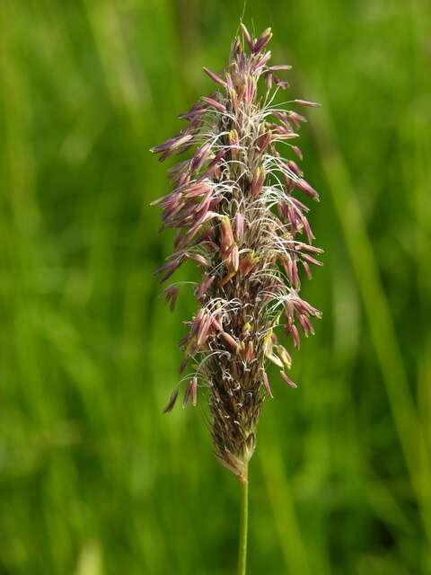 Image of Foxtail Grass