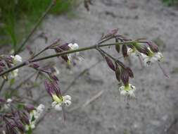 Silene nutans L. resmi