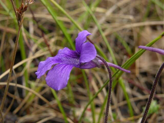 Image of Butterworts