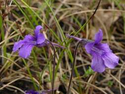 Image of Butterworts