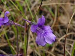 Image of Butterworts