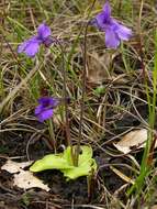 Image of Butterworts