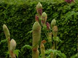 Image of rhubarb