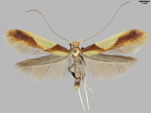 Image of Caloptilia alchimiella (Scopoli 1763)