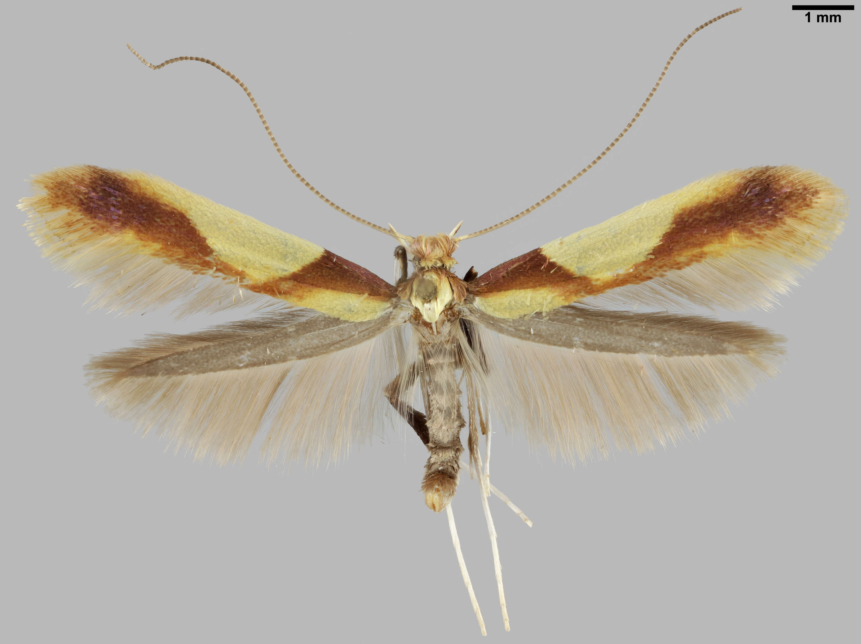 صورة Caloptilia alchimiella (Scopoli 1763)