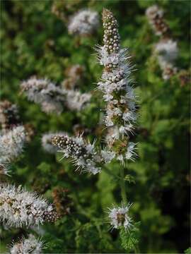 Image of Apple Mint