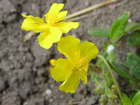 Sivun Helianthemum nummularium subsp. obscurum (Celak.) J. Holub kuva